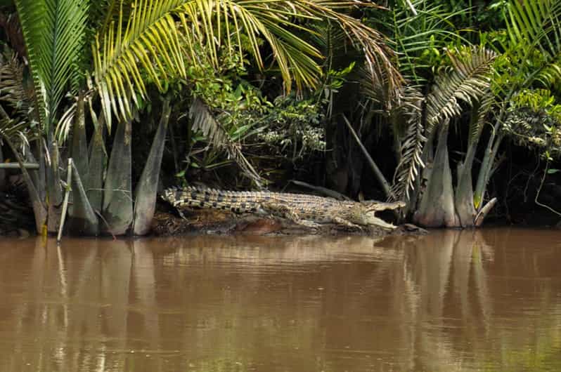 Tanjung Puting National Park Klotok - Guided Tours and Packages
