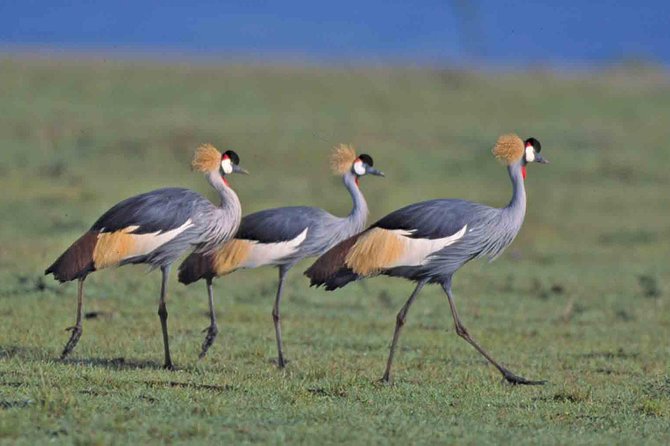 Tanzania 4 Days 3 Nights Budget Camping Safari to Serengeti and Ngorongoro - Pickup and Transportation Details