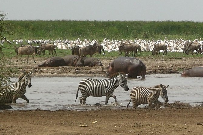 Tanzania 4 Days 3 Nights Budget Camping Safari to Serengeti and Ngorongoro - Customer Feedback and Ratings