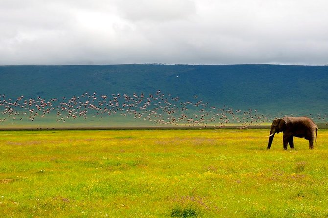 Tanzania 4 Days 3 Nights Budget Camping Safari to Serengeti and Ngorongoro - Serengeti National Park Exploration