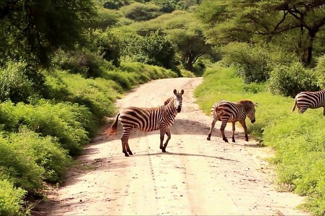 Tanzania 4 Days 3 Nights Budget Camping Safari to Serengeti and Ngorongoro - Olduvai Gorge Museum Option