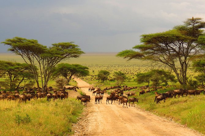 Tanzania Classic - 7 Days - Logistics and Policies