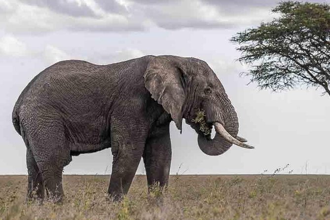 Tanzania Classic Safari - 7 Days - Additional Information