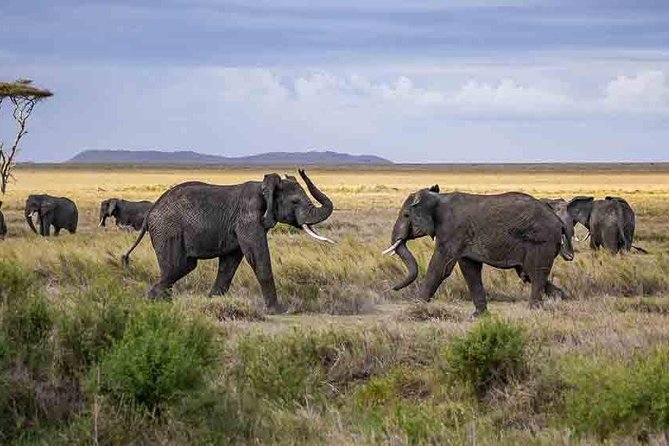 Tanzania Classic Safari - 7 Days - Cancellation Policy