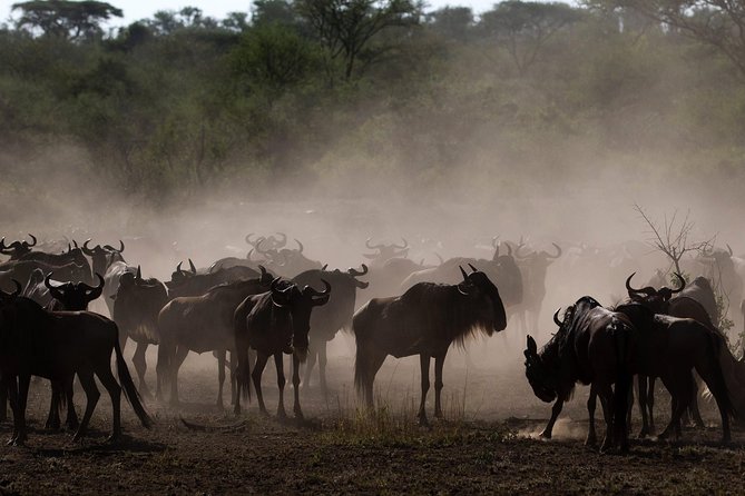 Tanzania Classic Safari - 7 Days - Safari Destinations