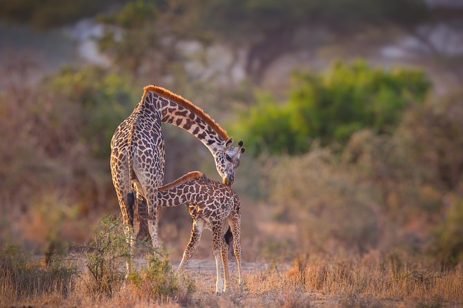 Tanzania Enticing Explorations - 6 Days - Transportation and Accommodation
