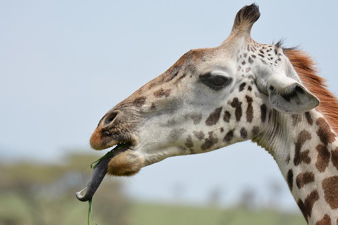 Tanzania Experience Safari and Tours - Inclusions