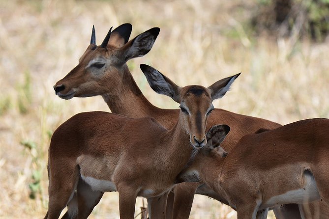 Tanzania Experience Safari and Tours - Positive Reviews