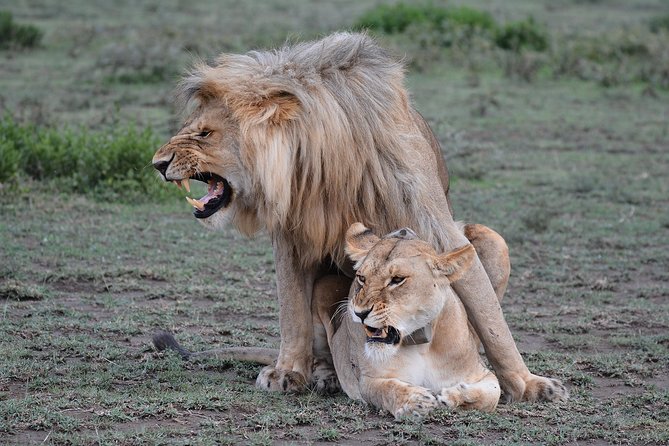 Tanzania Experience Safari and Tours - Flexibility in Itinerary