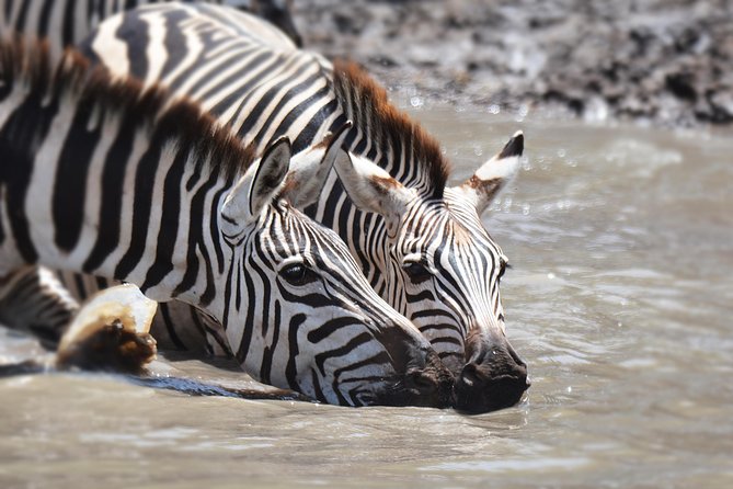 Tanzania Experience Safari and Tours - Skilled Safari Guides