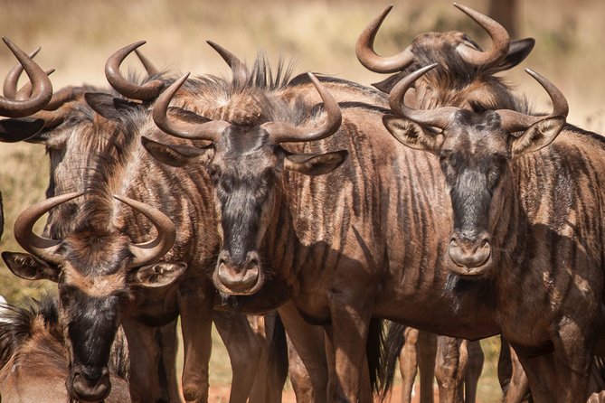 Tanzania Safari 1- Day - ARUSHA NATIONAL PARK VISIT - Highlights of Arusha National Park