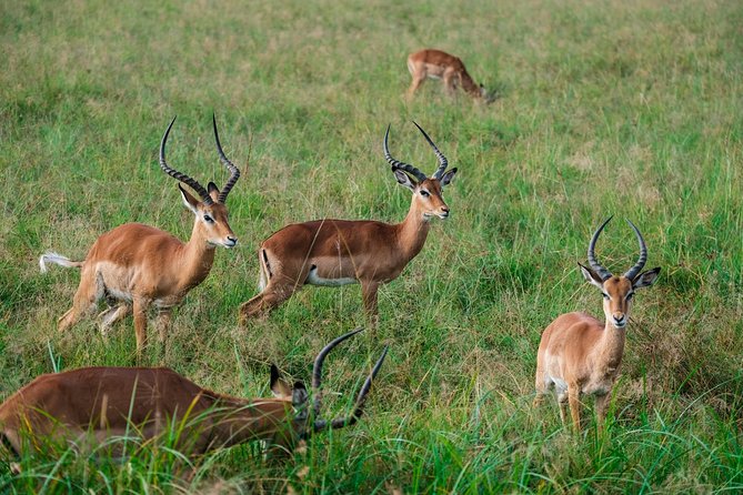 Tanzania Safari 1- Day - ARUSHA NATIONAL PARK VISIT - What to Expect on the Safari