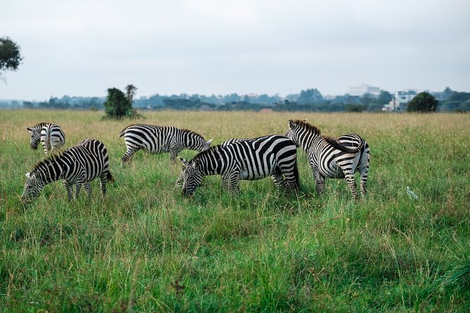 Tanzania Safari 1- Day - ARUSHA NATIONAL PARK VISIT - Feedback and Testimonials