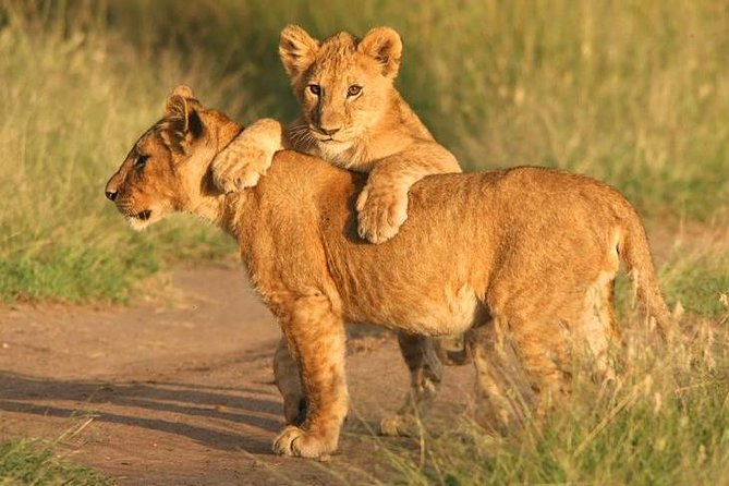 Tanzania Safari 10 Days- Serengeti, Lake Manyara, Ngorongoro Crater. - Discovering Lake Manyaras Wonders