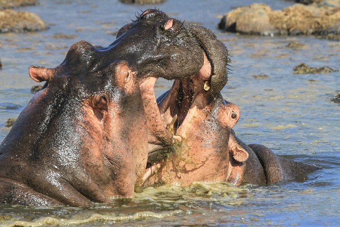 Tanzania Safari 10 Days- Serengeti, Lake Manyara, Ngorongoro Crater. - Trekking the Ngorongoro Crater