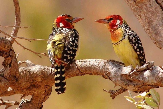 Tanzania Safari Join Group - Inclusions and Exclusions