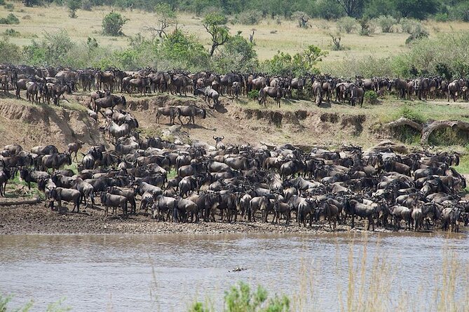 Tanzania Safari - The Great Migration in the North of the Serengeti and Lake Natron - Key Points