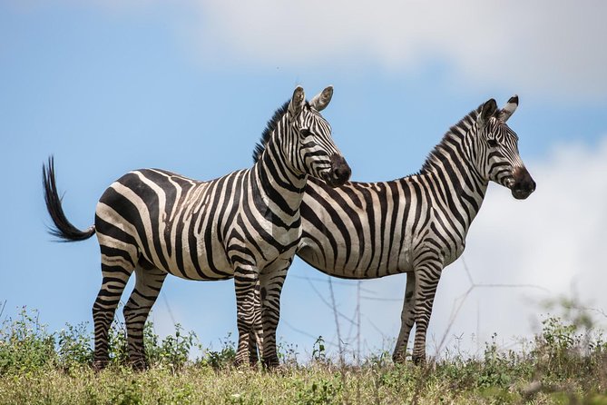 Tanzania Safari - The Great Migration in the North of the Serengeti and Lake Natron - Exclusions