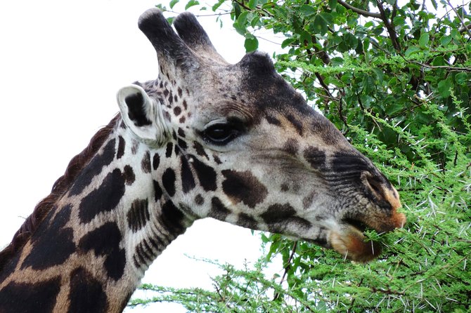 Tanzania Safari - The Great Migration in the North of the Serengeti and Lake Natron - Pickup Points