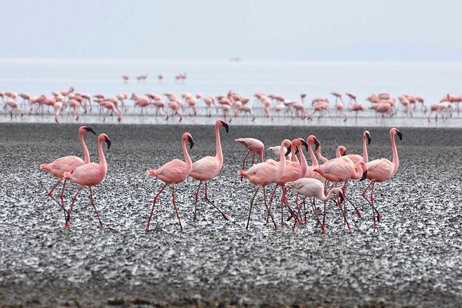Tanzania Safari - The Great Migration in the North of the Serengeti and Lake Natron - Availability