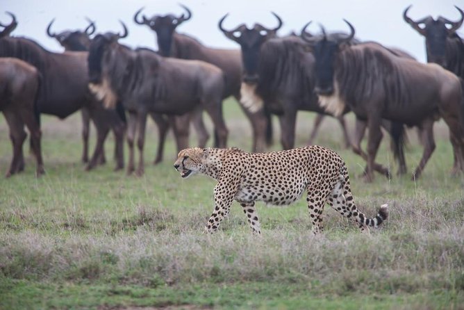 Tanzania Safari - The Great Migration in the North of the Serengeti and Lake Natron - Reservations and Purchases