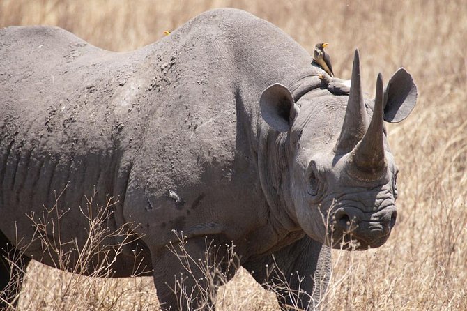 Tanzania Safari With Guide in English, the Great Migration of the Serengeti - Park Fees and Transfers