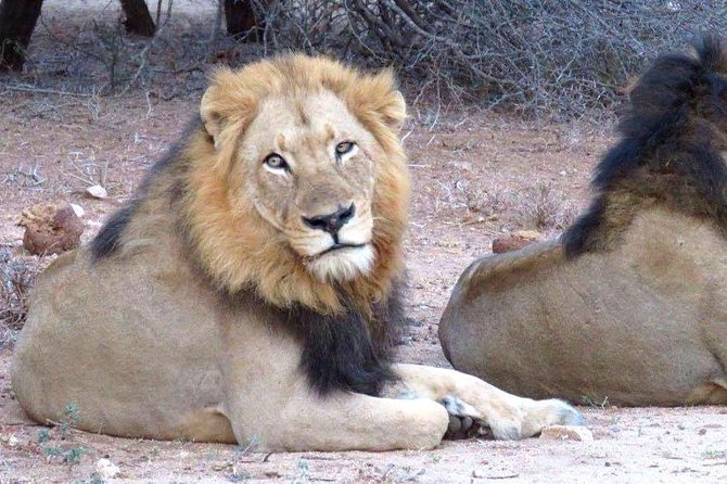 Tanzania Safari With Guide in English, the Great Migration of the Serengeti - Guide in Italian Provided