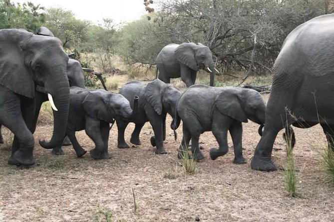 Tanzania Safari With Guide in English, the Great Migration of the Serengeti - Booking Confirmation and Restrictions