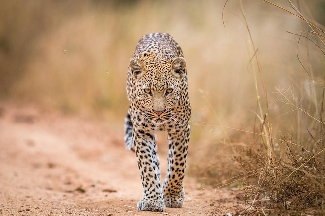 Tanzania Simba Safari - 5 Days - Pickup and Transport