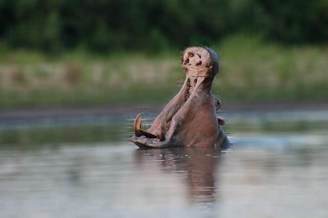 Tanzania Simba Safari - 5 Days - Additional Details