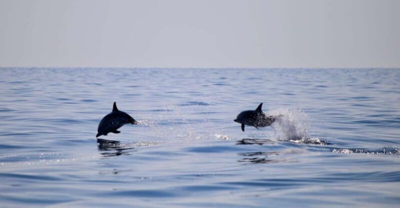 Taormina Coast Tour and Searching Dolphins - Experience Features