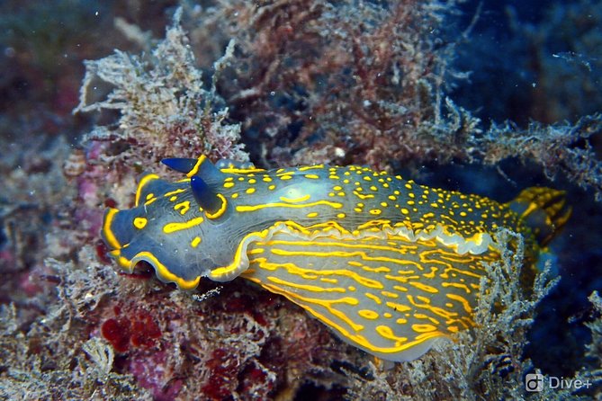 Taormina Scuba Diving Experience - Essential Diving Skills Learned