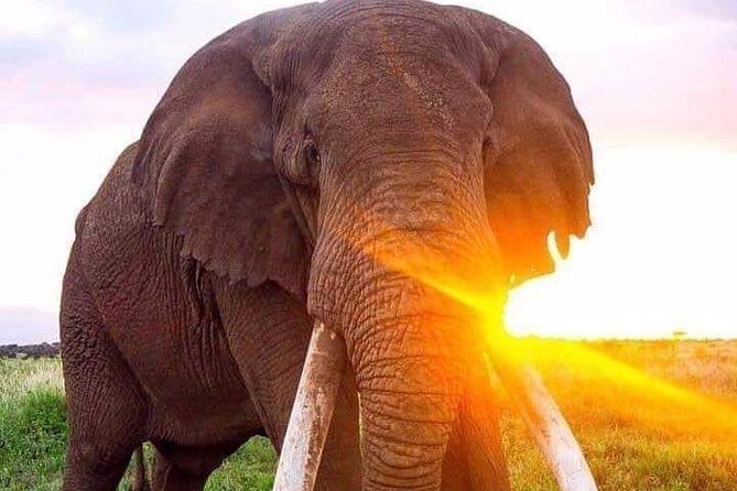 Tarangire National Park Day Trip - Best Times to Visit