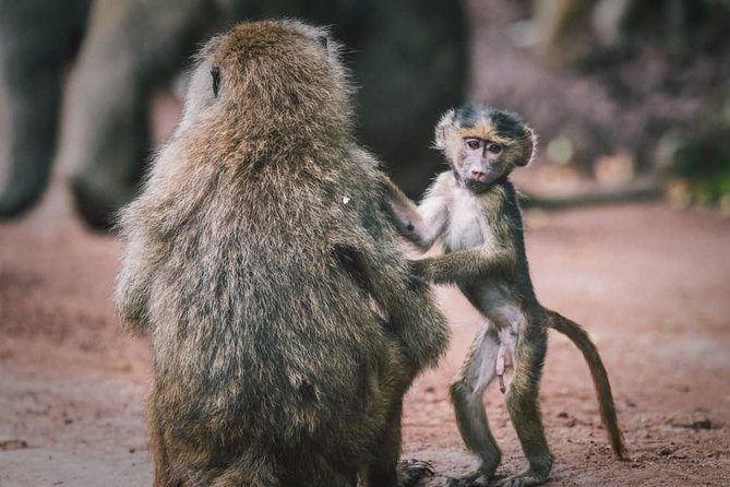 Tarangire National Park: Guided Day Tour From Arusha - Tour Details