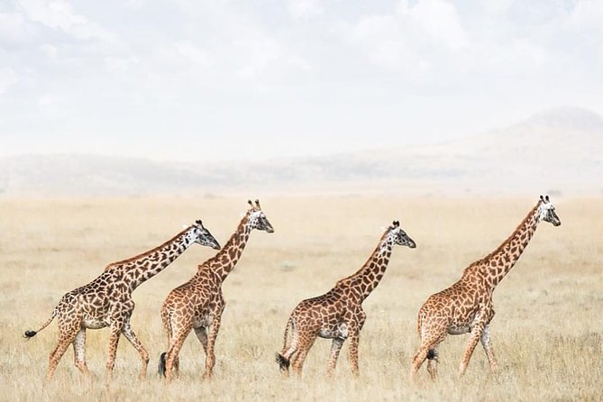Tarangire & Ngorongoro 2 Days Tour - Pickup Information