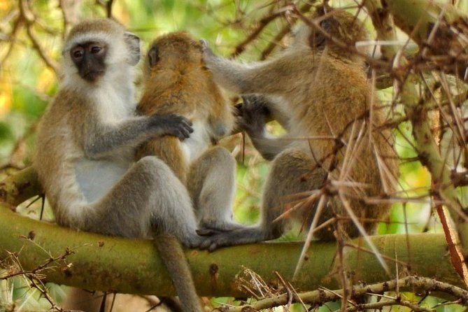 Tarangire & Ngorongoro 2 Days Tour - Health and Accessibility