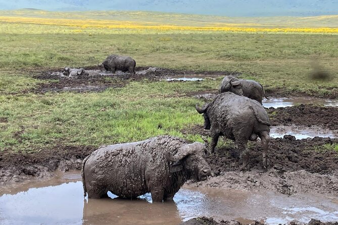 Tarangire & Ngorongoro Crater Group Safari (2 Days) - Professional Guide Service
