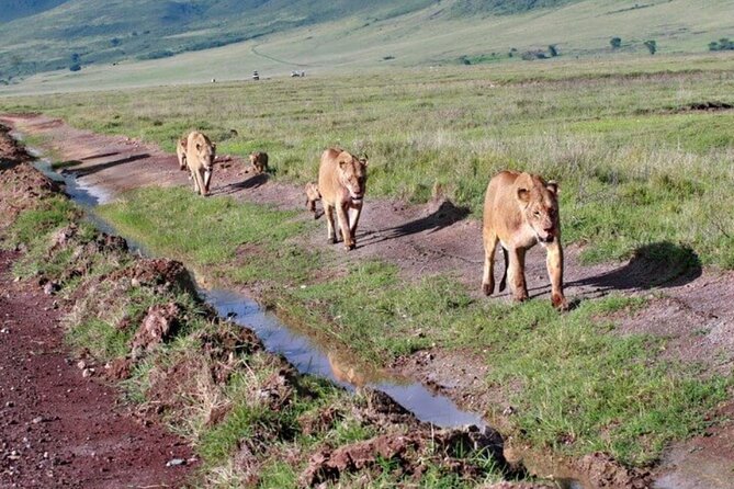Tarangire, Serengeti, Ngorongoro Group Tour (4 Days) - Activities and Experiences