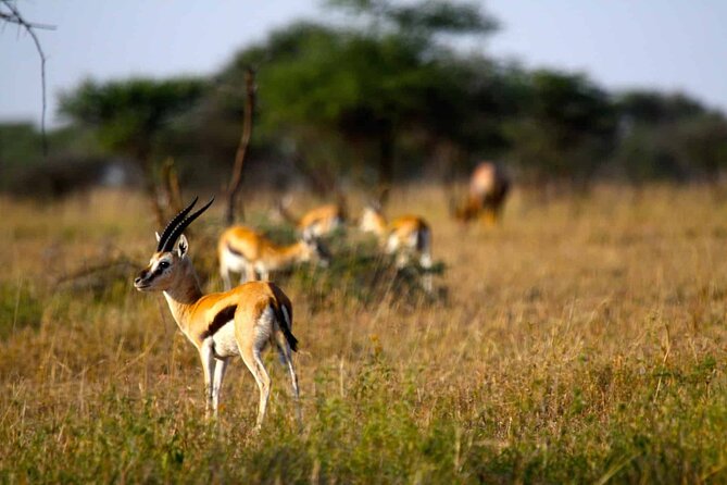 Tarangire, Serengeti, Ngorongoro & Lake Manyara Group Safari (5 Days) - Pickup and Participation