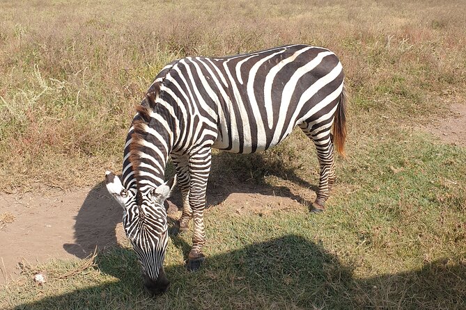 Tarangire, Serengeti, Ngorongoro & Lake Manyara Group Safari (5 Days) - Booking Information