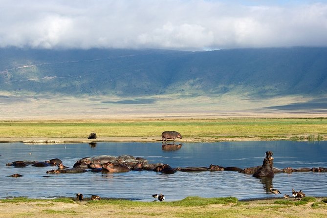 Tarangire, Serengeti, Ngorongoro & Lake Manyara Group Safari (5 Days) - Safari Highlights