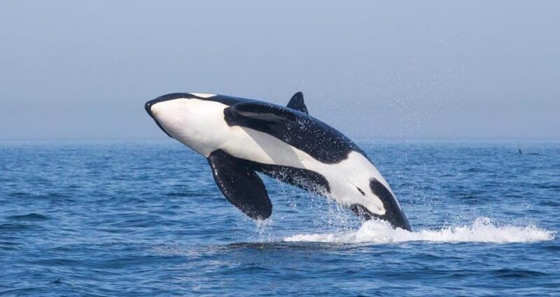 Tarifa: Orca, Whale and Dolphin Watching Boat Experience - Experience and Wildlife Observation