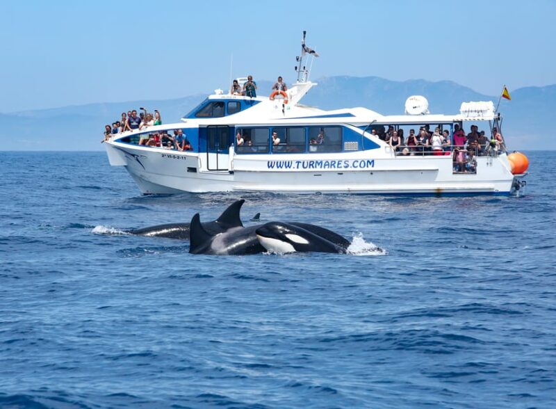 Tarifa: Orca, Whale and Dolphin Watching Boat Experience - Tour Logistics and Accessibility