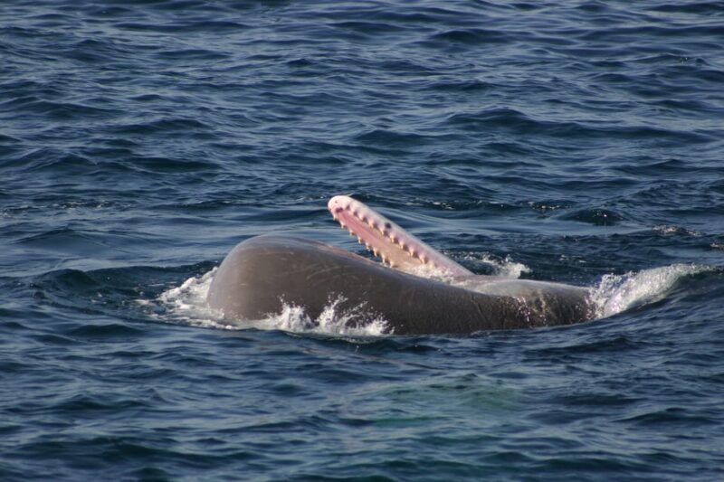 Tarifa: Orca, Whale and Dolphin Watching Boat Experience - What to Bring and Restrictions