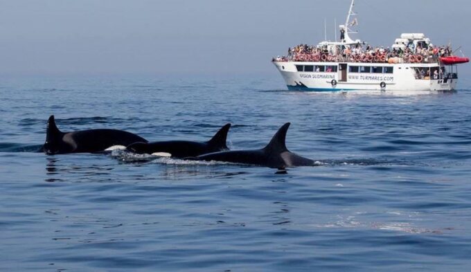 Tarifa: Orca, Whale and Dolphin Watching Boat Experience - Conservation Efforts and Ecosystems