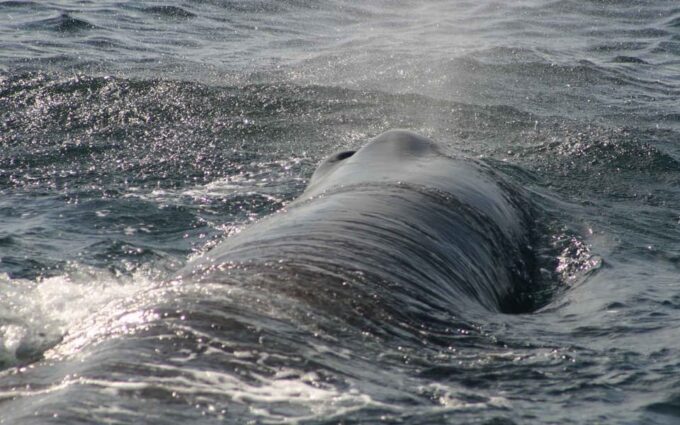Tarifa: Orca, Whale and Dolphin Watching Boat Experience - Meeting Point and Transportation