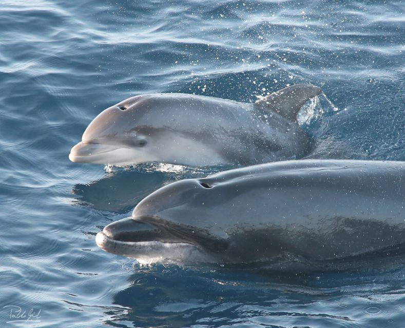 Tarifa: Whale & Dolphin Watching in the Strait of Gibraltar - Pricing and Booking
