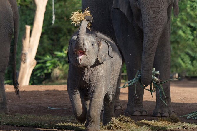 Taronga Zoo + Sydney Harbour Hopper Combo Passes - Tour Inclusions and Benefits