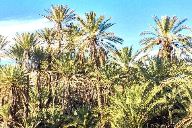 Taroudant the Berber City +The Oasis of Tiout Village - Inclusions