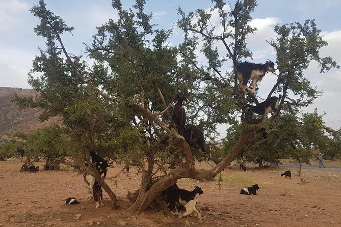 Taroudant & Tiout Guided Day Trip Including Lunch. - Inclusions